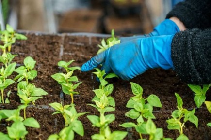 Что посадить в апреле на огороде и в теплице