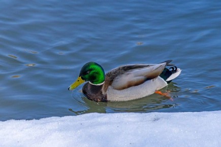 ������ ����, �����������!. ������� 23 �����, �����������