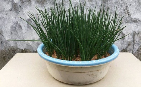 Как вырастить зеленый лук за две недели: секреты простого огородничества