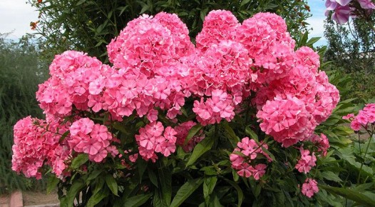 Уход за флоксами в августе: секреты успешного цветения