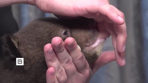 В подмосковном парке-приюте "Земля прайда" выхаживают двух новорожденных гималайских медвежат