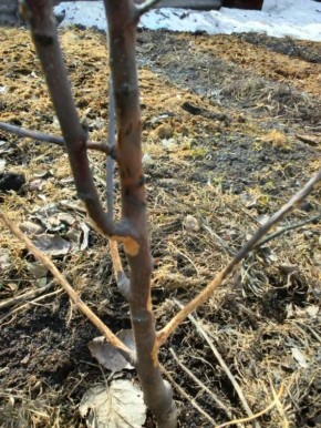 Как защитить деревья от грызунов: проверенные методы