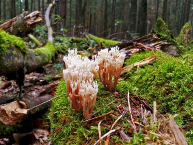 ������ �����: ������������ ����� � ������������ ������