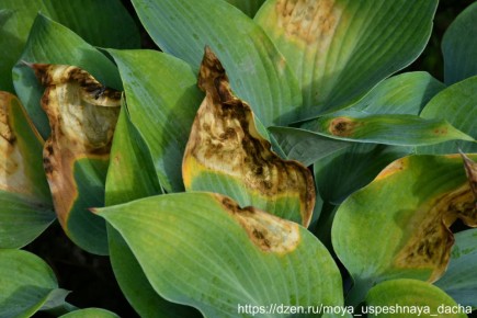 ��� ������ ����� �� ��������� ������: �������� ������ ��� ���������