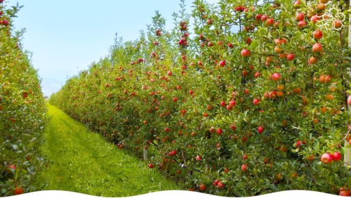 ����� ������������� ������, ������� ������ ����� ���������