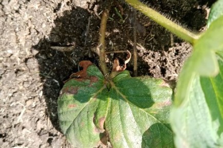 ��� �������� �������� �� �����������: ����������� ������