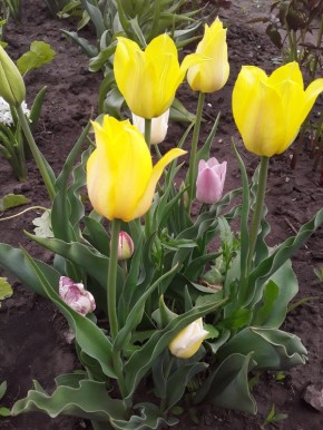 ������� ��� ���������: ��� ��������� "�����" �� ����������� �������� ������� �� ������� ����� � ����?