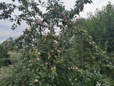 Местные хитрости: как яблоки помогают помидорам созревать быстрее