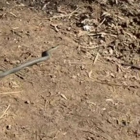 В Подмосковье проснулись гадюки