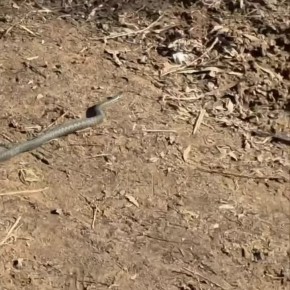 Гадюки проснулись в Подмосковье