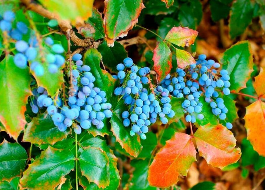 Магония: уникальный кустарник, который украсит ваш сад