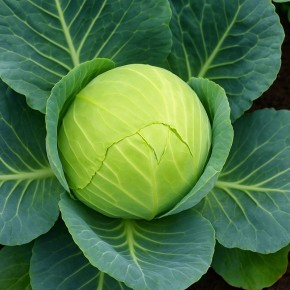 Как сохранить капусту в знойное лето: полезные советы от экспертов