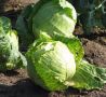 Как спасти капусту от трещин: полезные советы