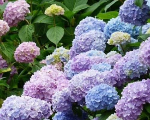 Как создать роскошный сад с гортензиями без лишних затрат
