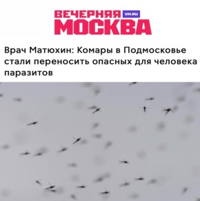 «Комары в Подмосковье стали переносить опасных для человека паразитов»: К лету стоит заранее запастись спреями от комаров