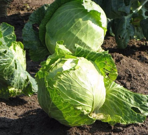 Как спасти капусту от трещин: полезные советы