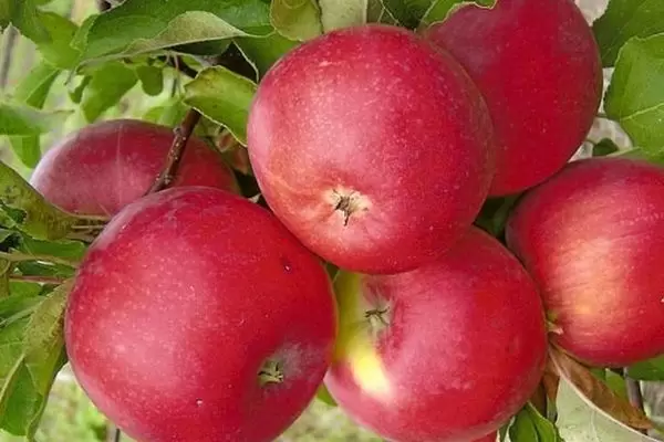 Условия выращивания яблони Уэлси и характеристики сорта