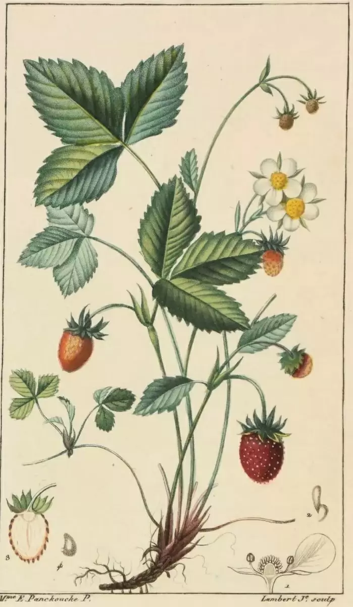 Земляничный чай: вкусовое наследие и лечебные традиции