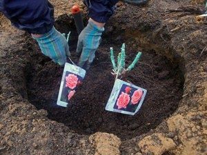 ��� ������������ ���� ������: ������ ������ ��� ���������