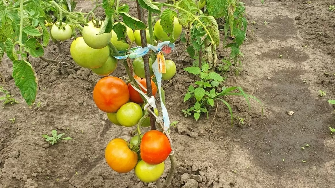 Лучшие сорта томатов для открытого грунта: как не разочароваться в урожае