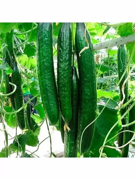 Китайское чудо: как вырастить гигантские огурцы в любых условиях