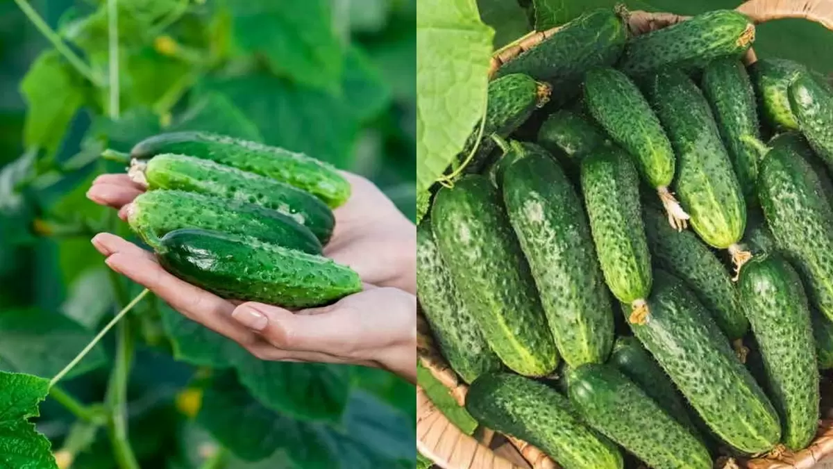 Секреты богатого урожая: как молочная сыворотка увеличивает сбор огурцов