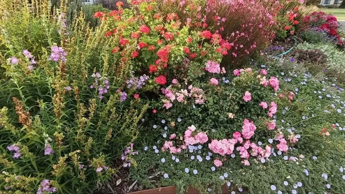 Как украсить свой огород: три цветка, которые помогут в борьбе за урожай