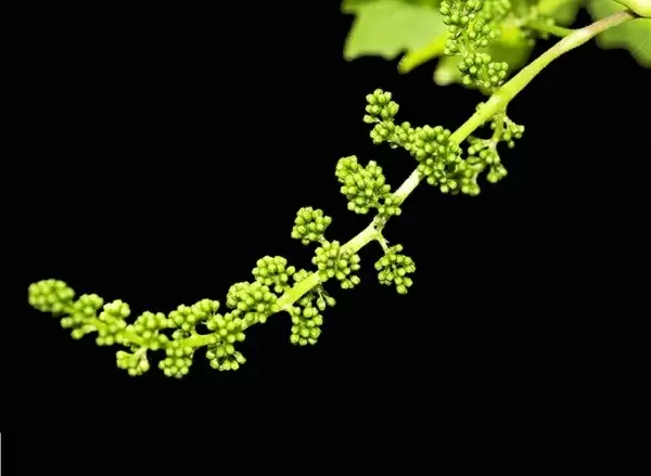 Как защитить виноград от вредителей и болезней: советы по обработке