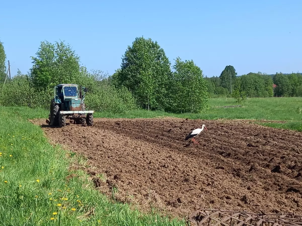 Картошка из бабушкиного огорода: что стоит за трудом на даче в жару