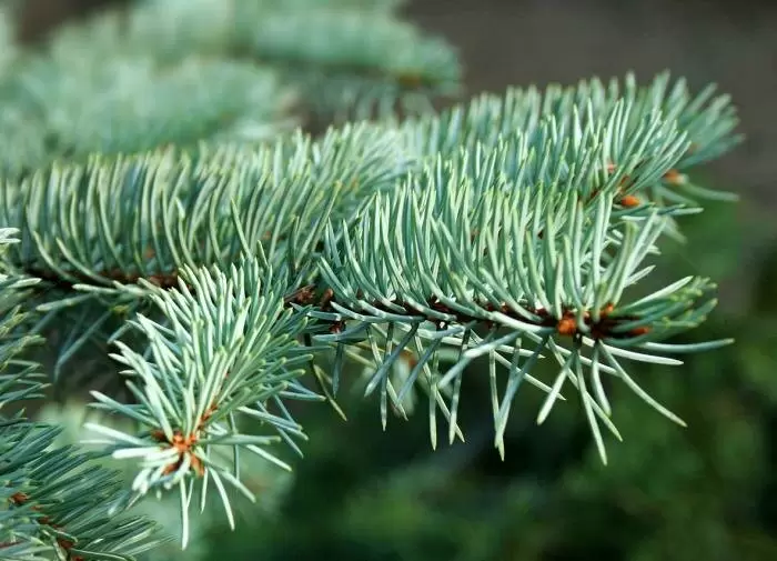 Секреты хвойного удобрения: как возвысить урожай без химии