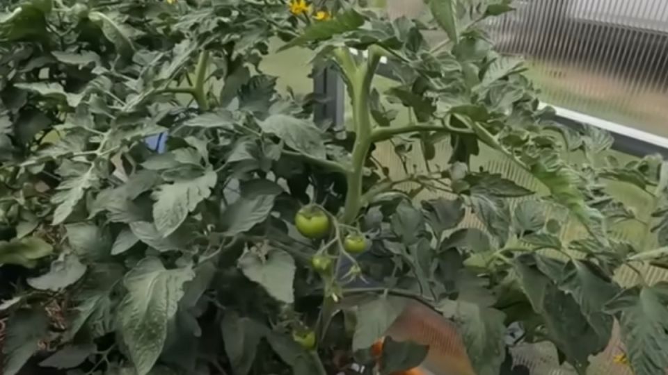 ������ ��� ����������� �������: ��� ����� ����� ������� ����������
