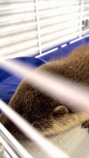 Спасённых в Дагестане выдрят перевезли в Подмосковье на реабилитацию