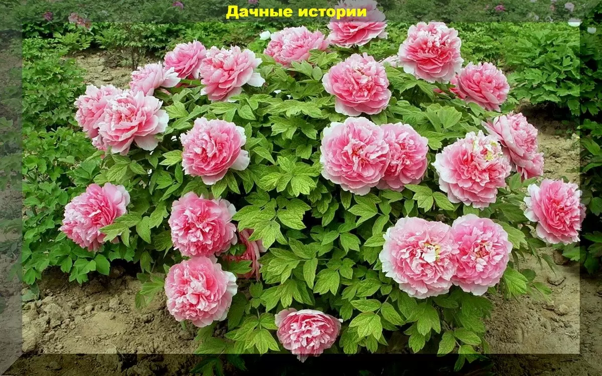 Как начать рассадный сезон: секреты зимнего выращивания цветочной рассады в декабре и январе