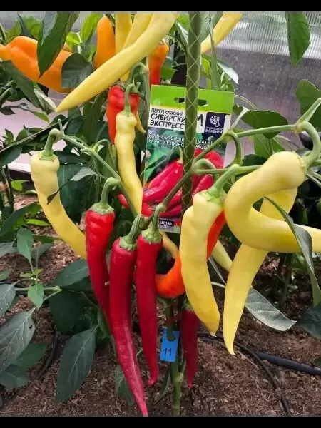 Перец Сибирский экспресс: сладкие и универсальные плоды для вашего сада