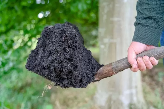 Как биочар и биоуголь превращают бедные земли в плодородные