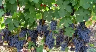 Виноград Русский ранний и фиолетовый: особенности и секреты ухода
