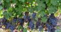 Виноград Русский ранний и фиолетовый: особенности и секреты ухода