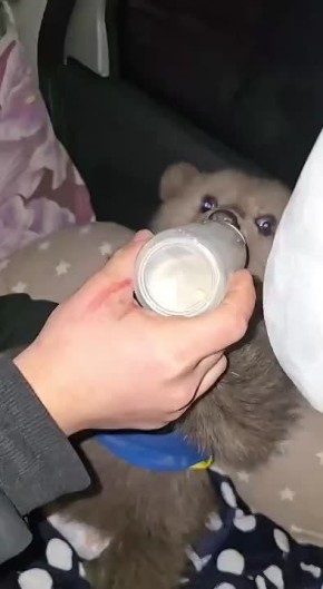 ������������� ����������-������ ������ ��������� � �������� ������