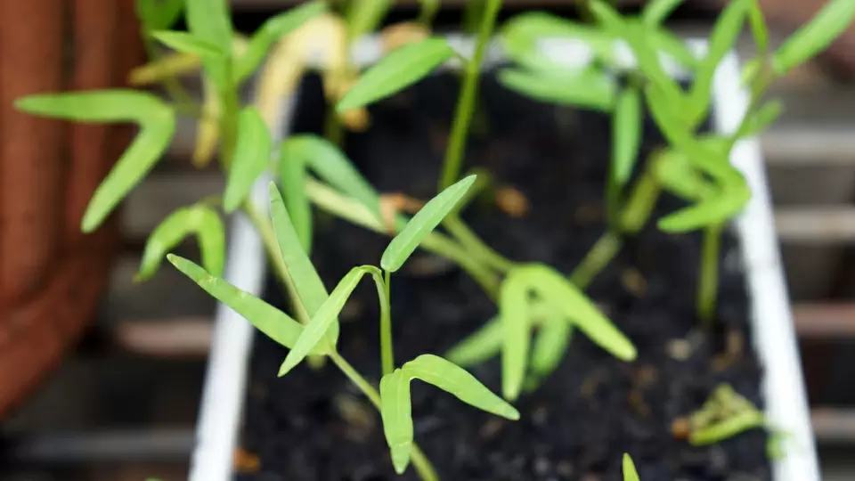 Почему семена не всходят: основные причины и способы решения проблемы