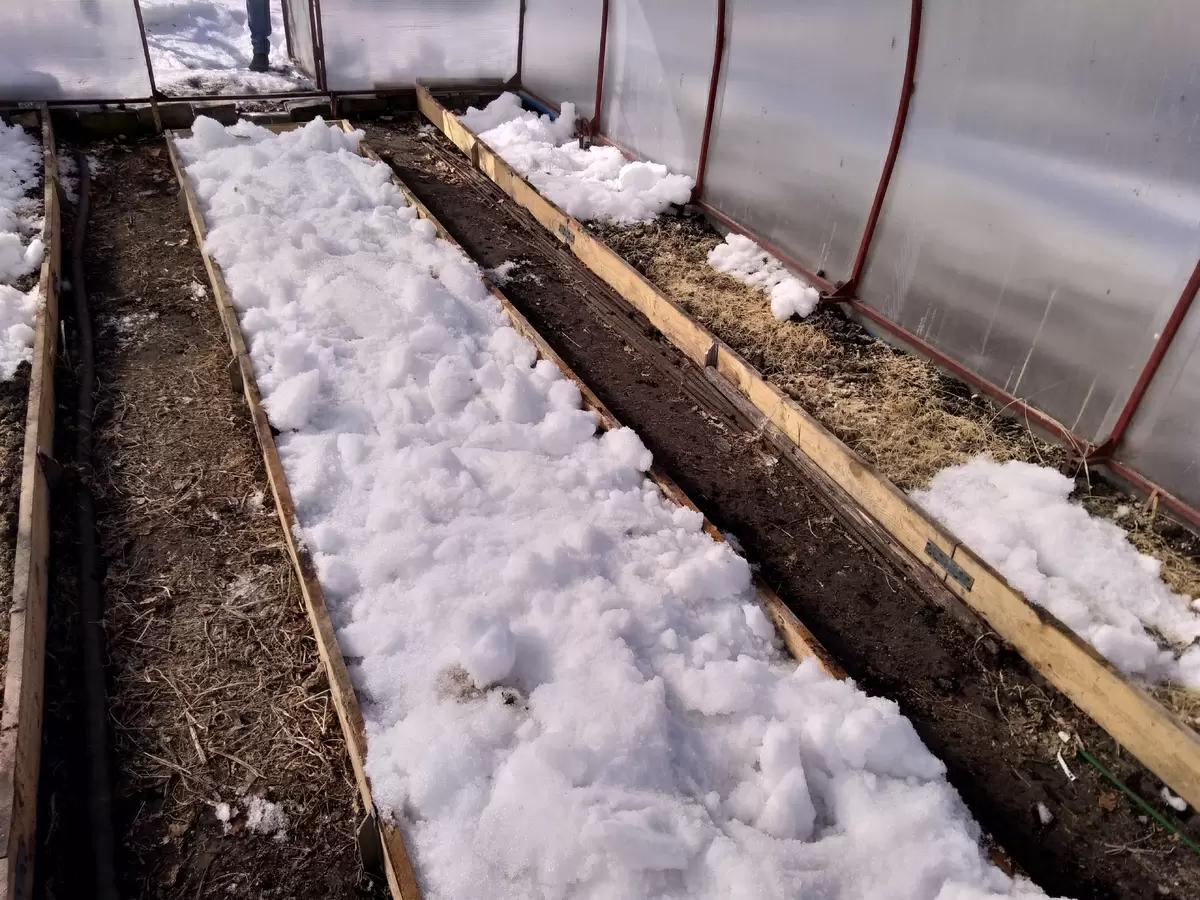 Весенний старт: редис, который радует первым урожаем