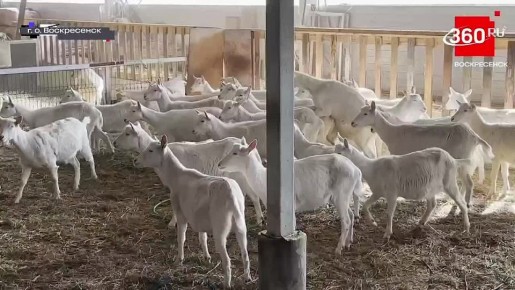 Алексей Малкин: В деревне Щельпино уже больше 10 лет успешно работает семейная ферма