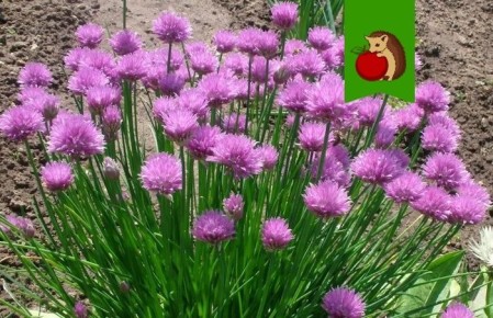 �����-��� � ����� �������: �������� ������ ��� ��������� ������