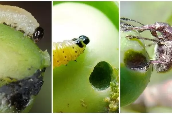 У яблоневого сада проблемы: как защитить деревья от вредителей