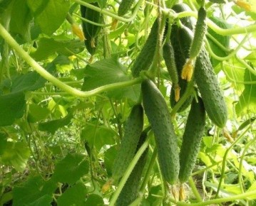 ������ ����� F1: ��������� ����� ��� ������ �������