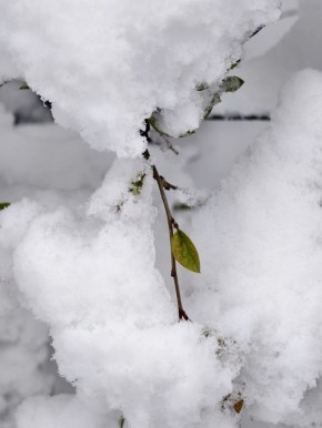 ������ ����, ��������!. ������� ������ �������