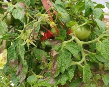 ������ �������� ������ ������ � ���������� ������������