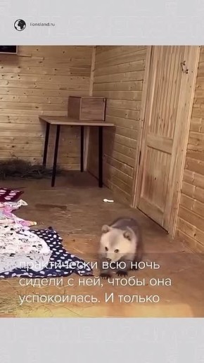 � ���������� ������ �������� ���� � ����� �������