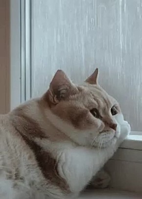 �� �������, ����� �������, ��� ������� �������� � ����� � ������ �� ������