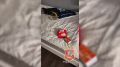 ��������� �������: ������������ ������� ������������� ���� ����������� ����� �����, ������ ������� ������� 19-������ �����