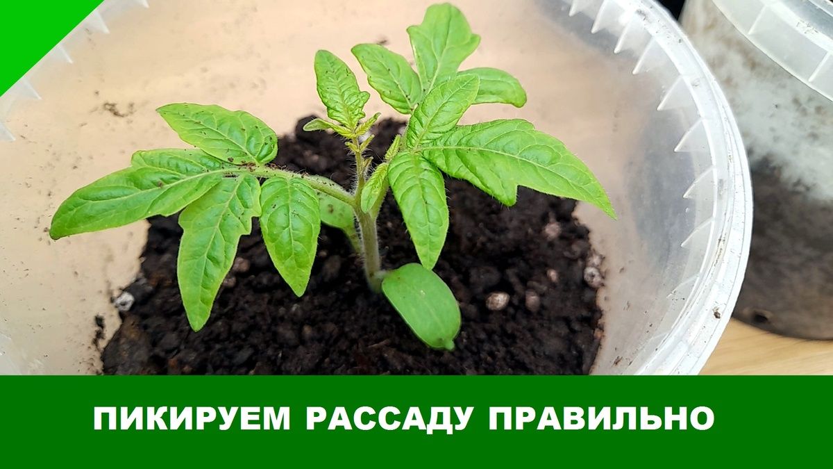 Идеальное время для пикировки томатов: ключевые советы и секреты успеха